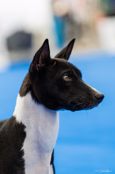 For Pets Cup – DOSPĚLÝ
