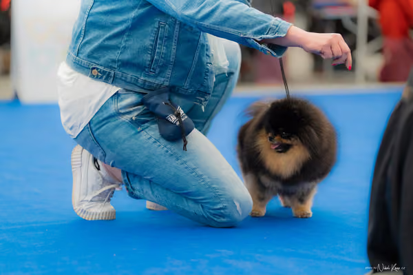 For Pets Cup – DOSPĚLÝ
