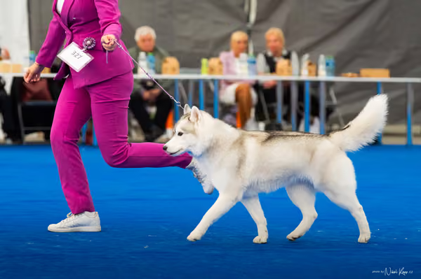 For Pets Cup – DOSPĚLÝ