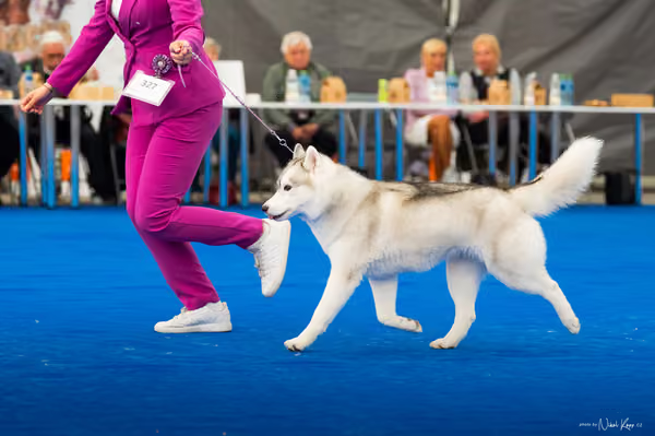 For Pets Cup – DOSPĚLÝ