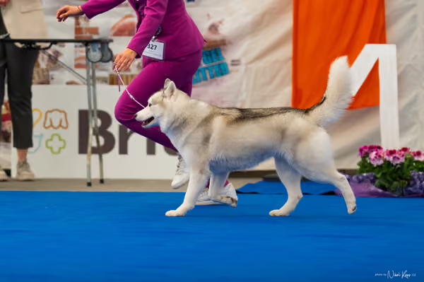 For Pets Cup – DOSPĚLÝ