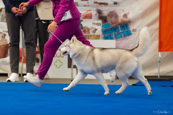 For Pets Cup – DOSPĚLÝ