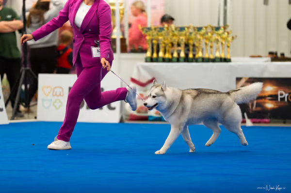 For Pets Cup – DOSPĚLÝ