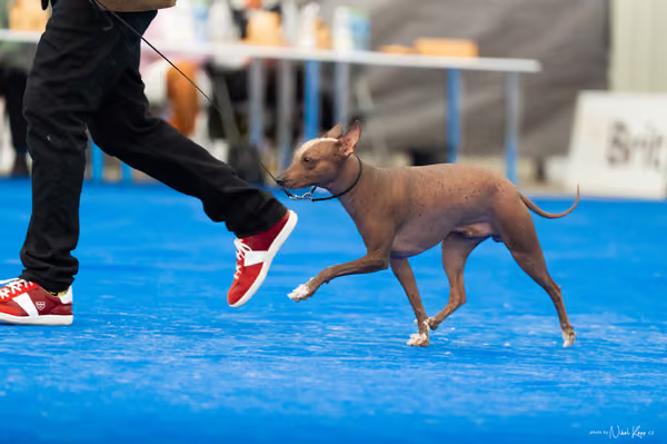 For Pets Cup – DOSPĚLÝ