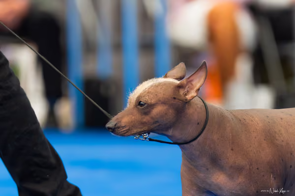 For Pets Cup – DOSPĚLÝ