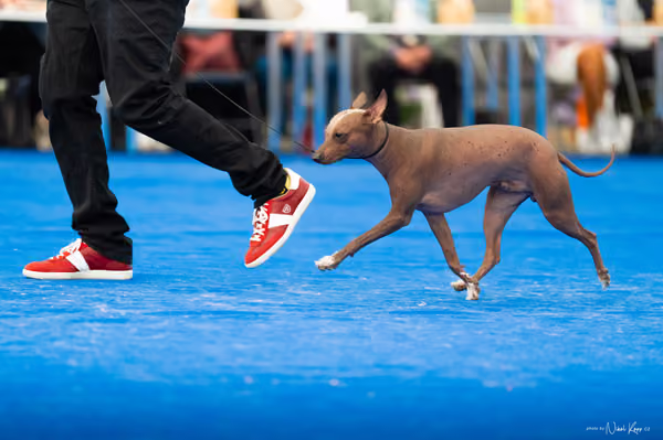 For Pets Cup – DOSPĚLÝ
