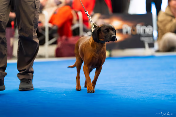 For Pets Cup – DOSPĚLÝ