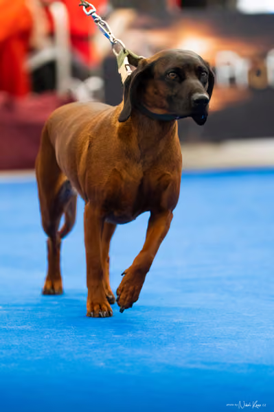 For Pets Cup – DOSPĚLÝ
