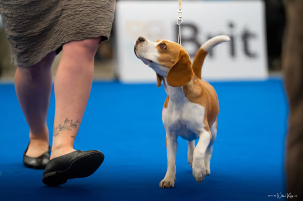 For Pets Cup – DOSPĚLÝ