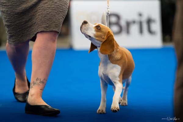 For Pets Cup – DOSPĚLÝ