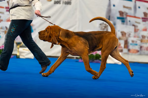 For Pets Cup – DOSPĚLÝ