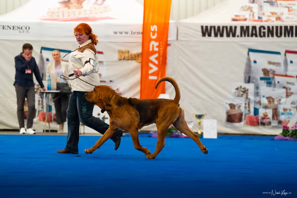 For Pets Cup – DOSPĚLÝ