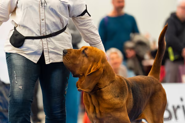 For Pets Cup – DOSPĚLÝ