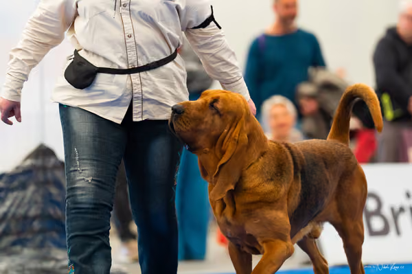 For Pets Cup – DOSPĚLÝ