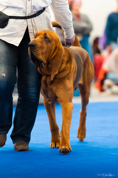 For Pets Cup – DOSPĚLÝ