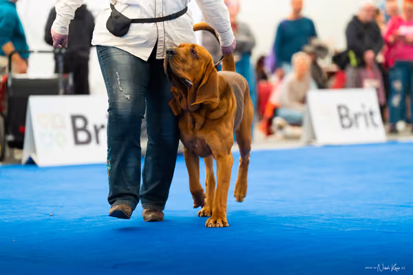 For Pets Cup – DOSPĚLÝ