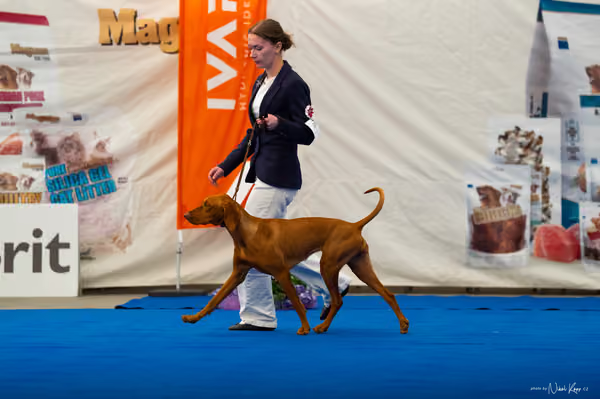 For Pets Cup – DOSPĚLÝ