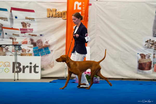 For Pets Cup – DOSPĚLÝ