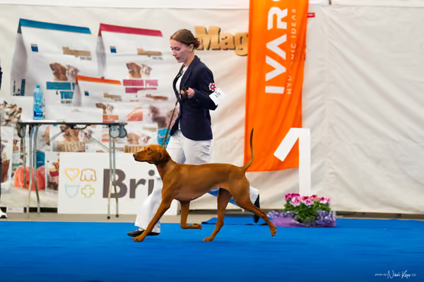 For Pets Cup – DOSPĚLÝ