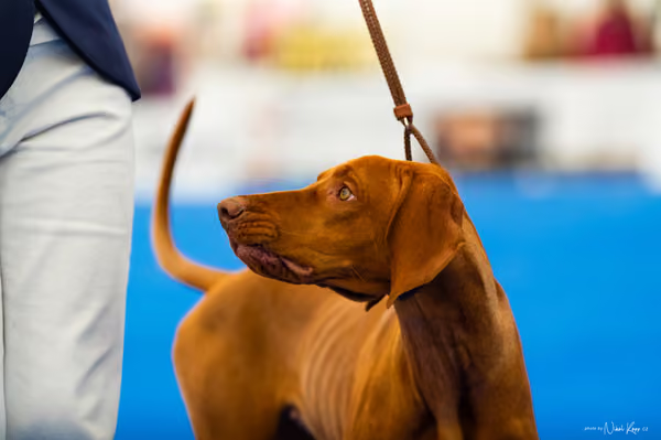 For Pets Cup – DOSPĚLÝ
