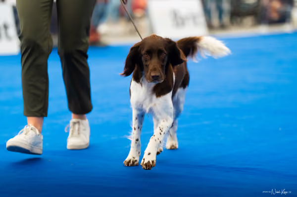 For Pets Cup – DOSPĚLÝ