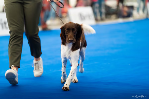 For Pets Cup – DOSPĚLÝ