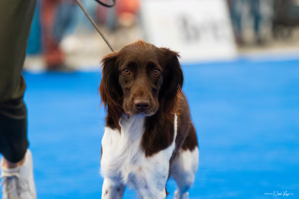 For Pets Cup – DOSPĚLÝ