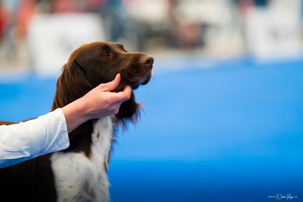 For Pets Cup – DOSPĚLÝ