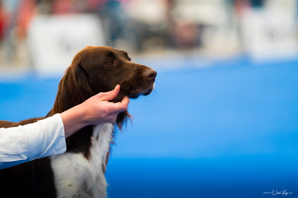 For Pets Cup – DOSPĚLÝ
