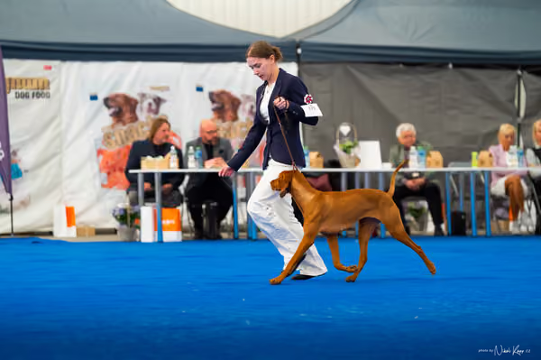 For Pets Cup – DOSPĚLÝ