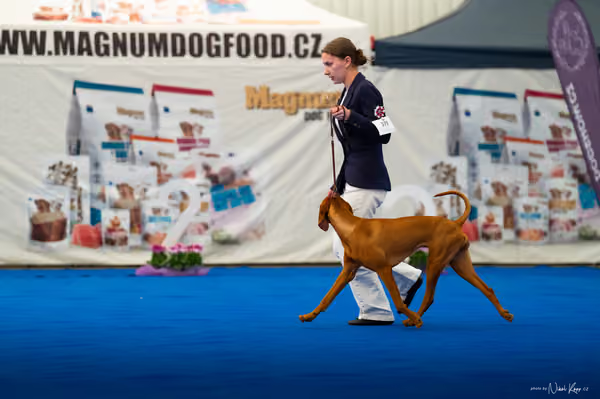 For Pets Cup – DOSPĚLÝ