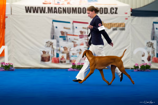 For Pets Cup – DOSPĚLÝ