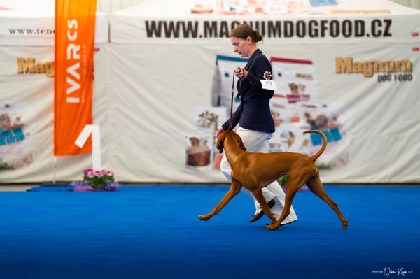 For Pets Cup – DOSPĚLÝ