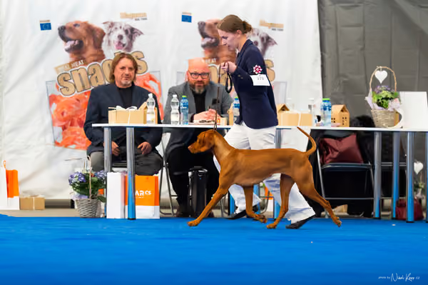 For Pets Cup – DOSPĚLÝ
