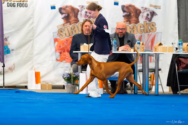 For Pets Cup – DOSPĚLÝ