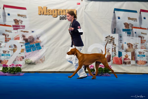 For Pets Cup – DOSPĚLÝ