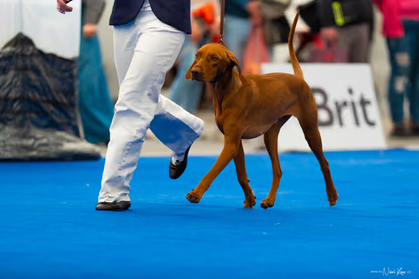For Pets Cup – DOSPĚLÝ