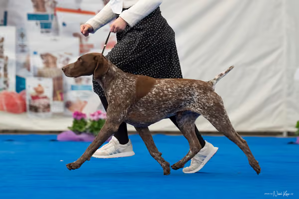 For Pets Cup – DOSPĚLÝ