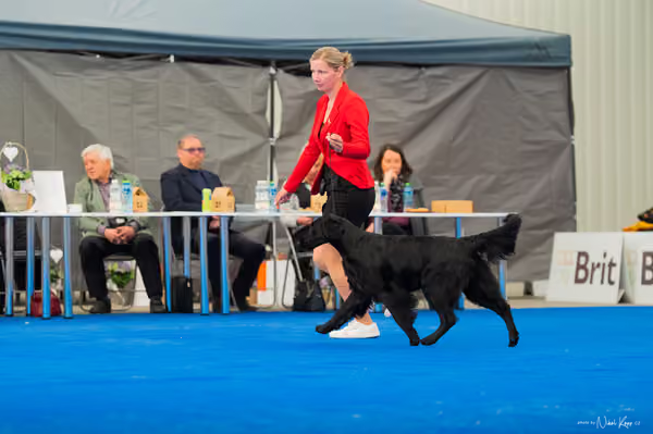 For Pets Cup – DOSPĚLÝ