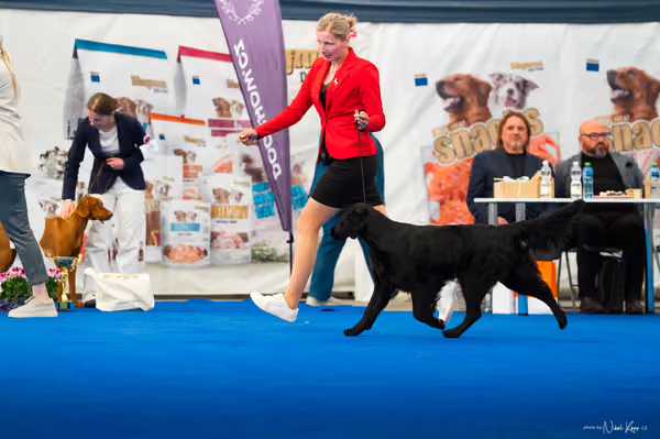 For Pets Cup – DOSPĚLÝ