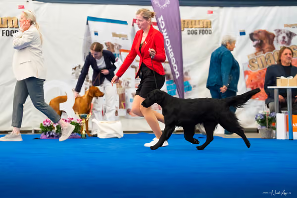For Pets Cup – DOSPĚLÝ