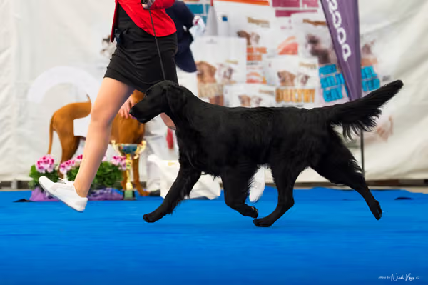 For Pets Cup – DOSPĚLÝ