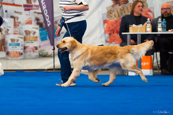 For Pets Cup – DOSPĚLÝ