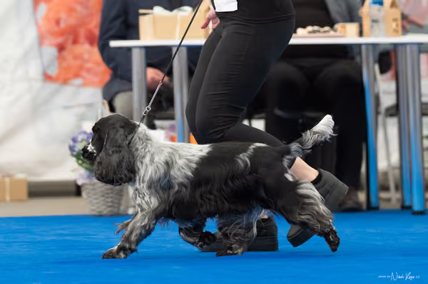 For Pets Cup – DOSPĚLÝ