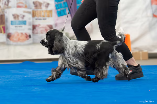 For Pets Cup – DOSPĚLÝ