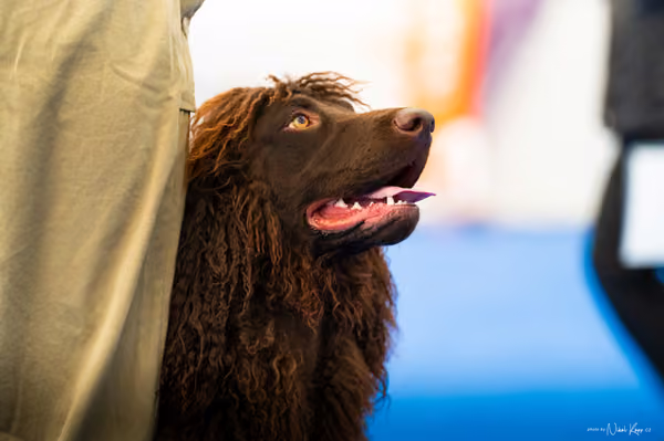 For Pets Cup – DOSPĚLÝ