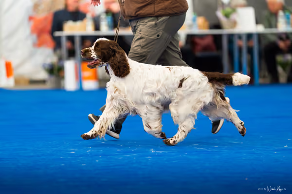 For Pets Cup – DOSPĚLÝ