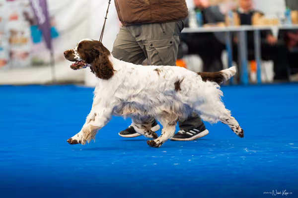 For Pets Cup – DOSPĚLÝ