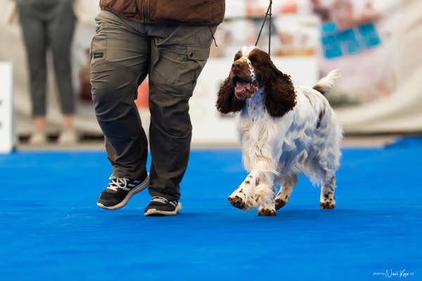 For Pets Cup – DOSPĚLÝ