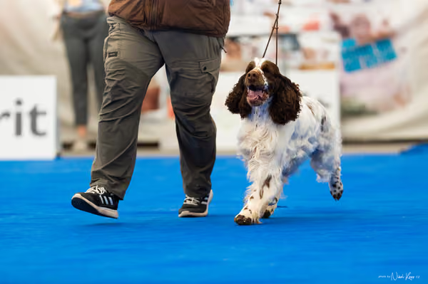 For Pets Cup – DOSPĚLÝ